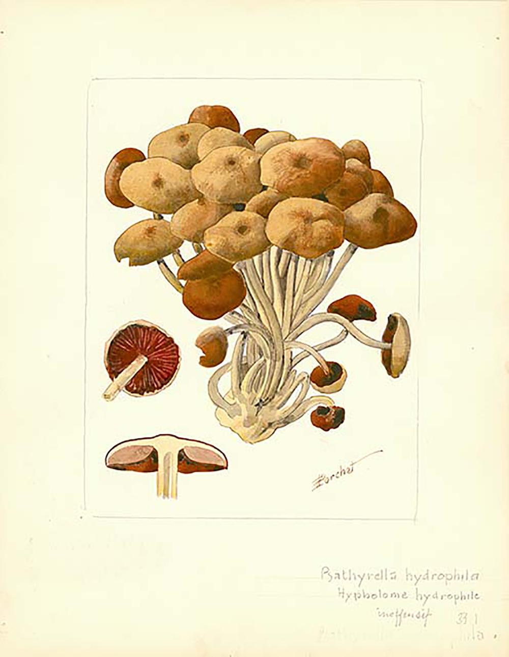 Frederic Porchet Color Photograph - Mushroom Watercolor - 1