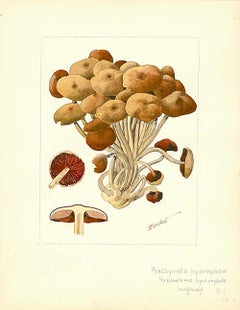 Mushroom Watercolor - 1