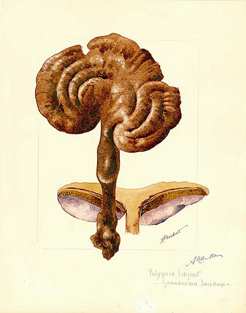 Frederic Porchet Still-Life Print - Mushroom Watercolor - 2