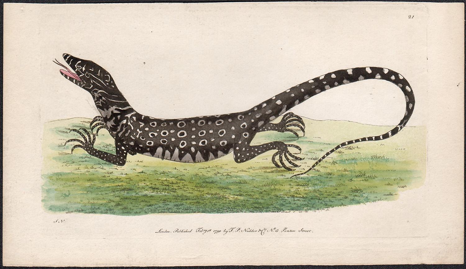 The Monitory Lizard, Australia, engraving with original hand-colouring, 1790 - Print by Frederick Polydore Nodder