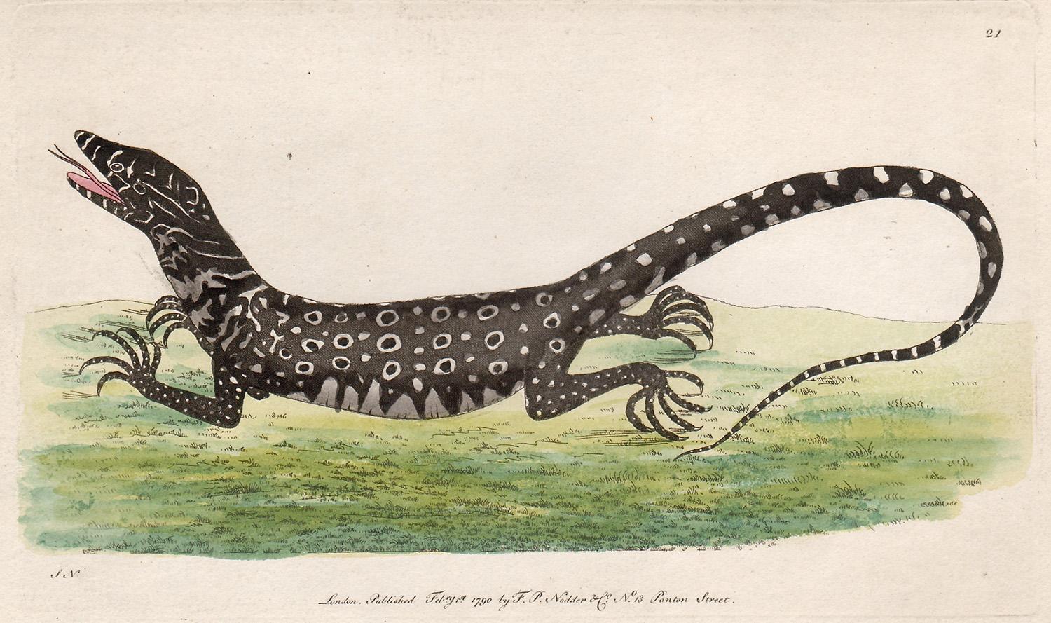 Frederick Polydore Nodder Animal Print – The Monitory Lizard, Australien, Gravur mit Original-Handkolorierung, 1790