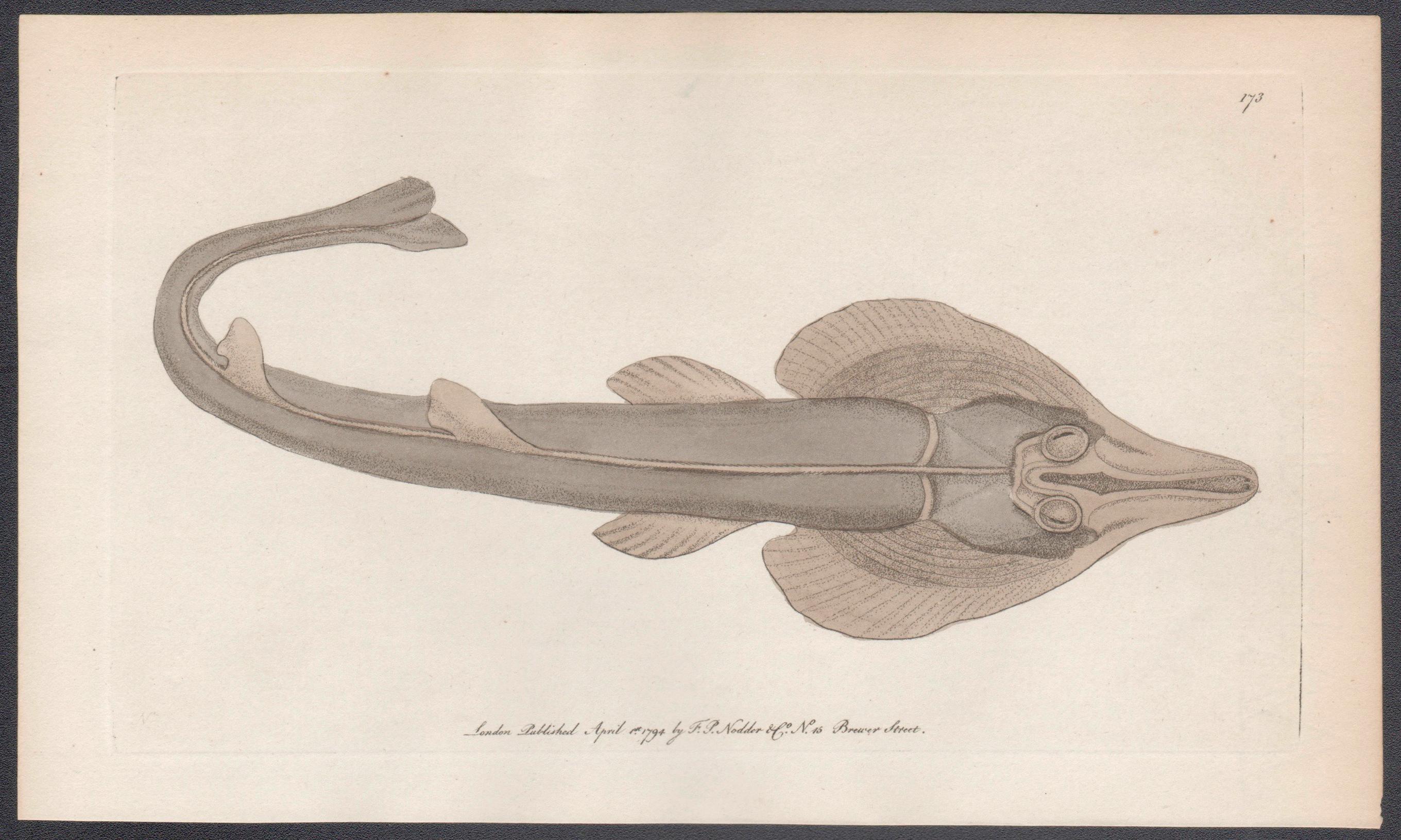 The Rostrated Ray, Australia, engraving with original hand-colouring, 1794 - Print by Frederick Polydore Nodder