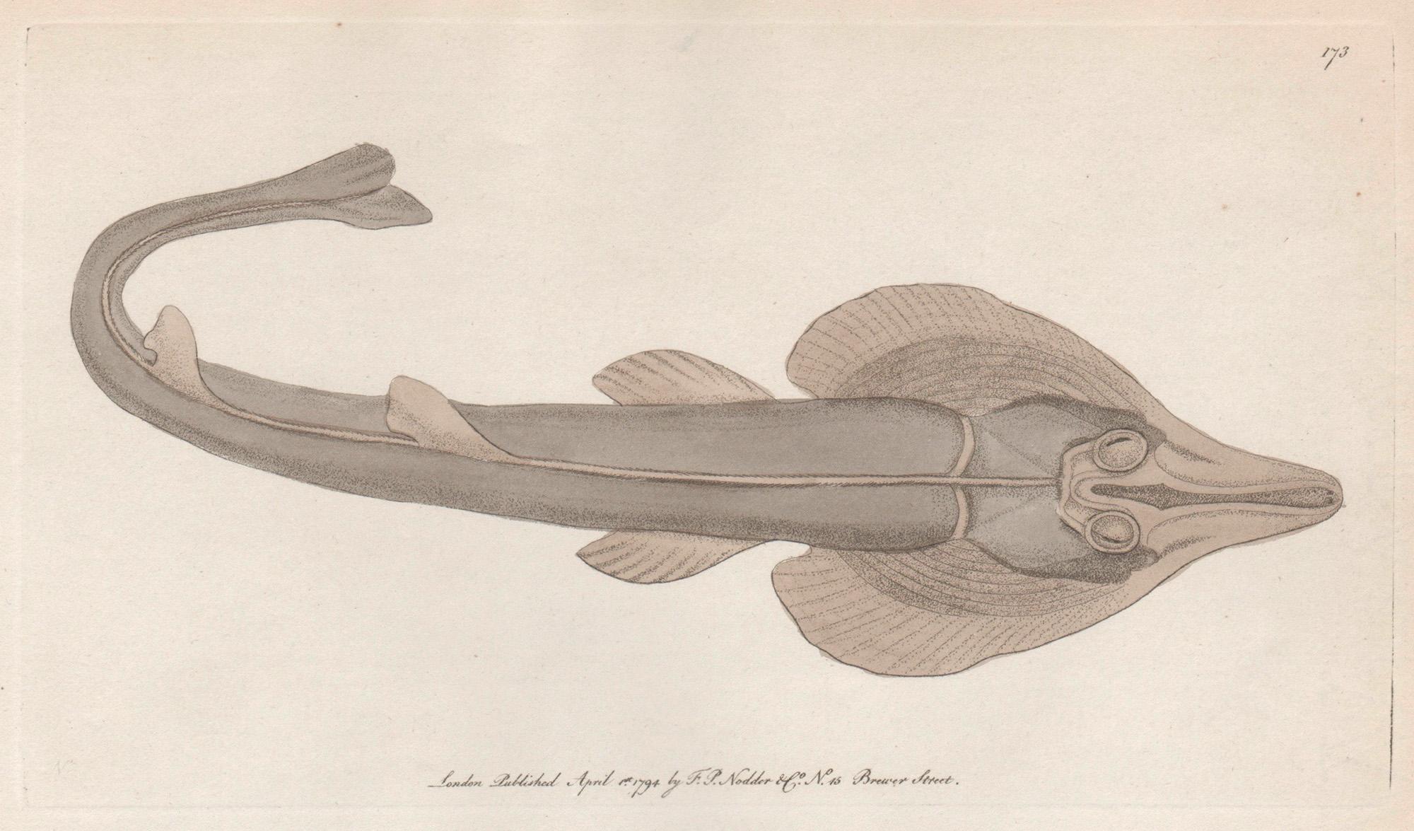 The Rostrated Ray, Australia, engraving with original hand-colouring, 1794