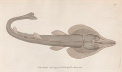 Antique The Rostrated Ray, Australia, engraving with original hand-colouring, 1794