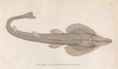 The Rostrated Ray, Australie, gravure avec coloration à la main originale, 1794