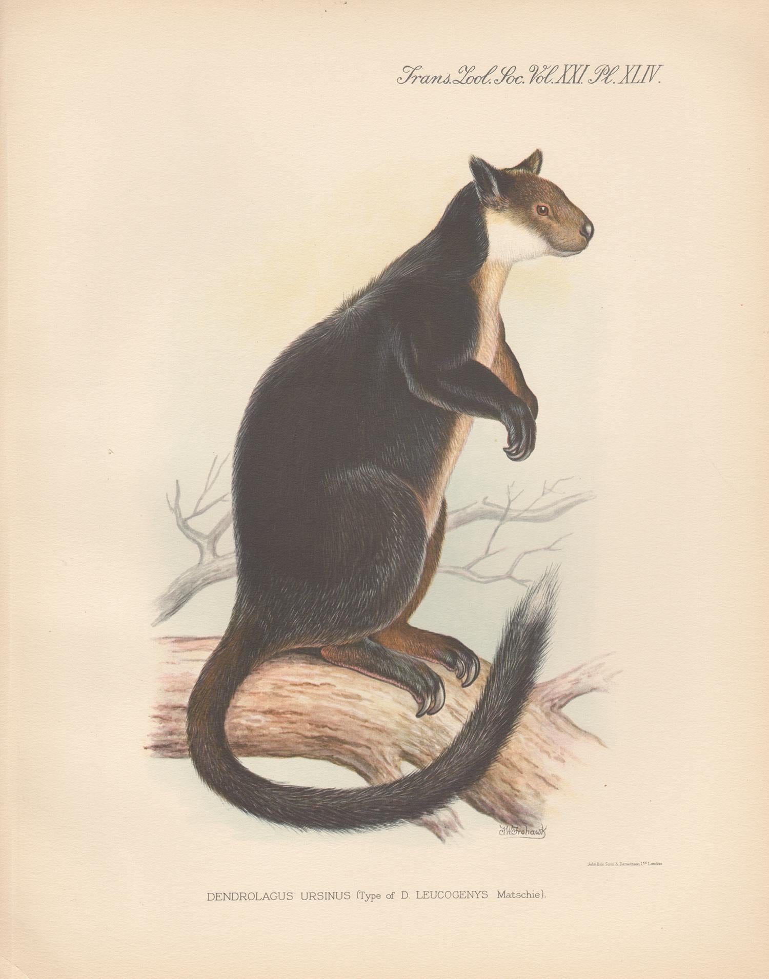 Frederick William Frohawk Animal Print - Black Tree Kangaroo, New Guinea, natural history lithograph, 1936