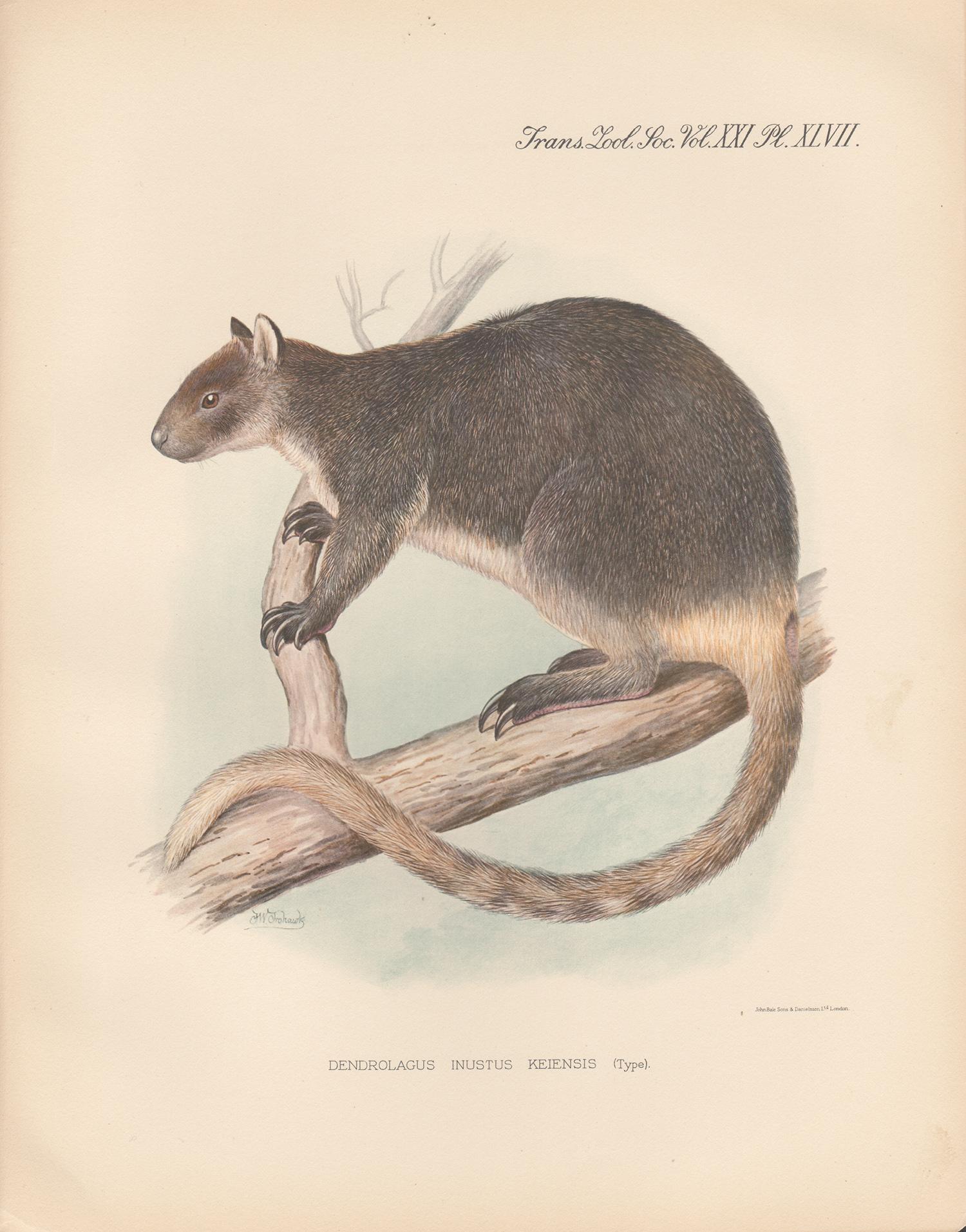 Dendrolaugus Inustus Keiensis, Indonesian tree kangaroo lithograph, 1936