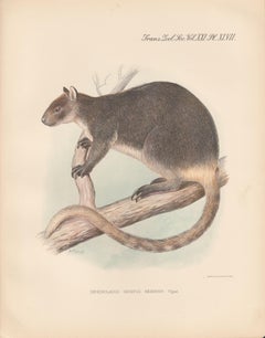 Lithographie d'arbre kangourou d'Indonésie, Dendrolaugus Inustus Keiensis, 1936