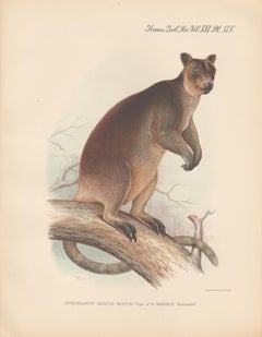 Dendrolaugus Inustus Tree Kangaroo, New Guinea, natural history lithograph, 1936