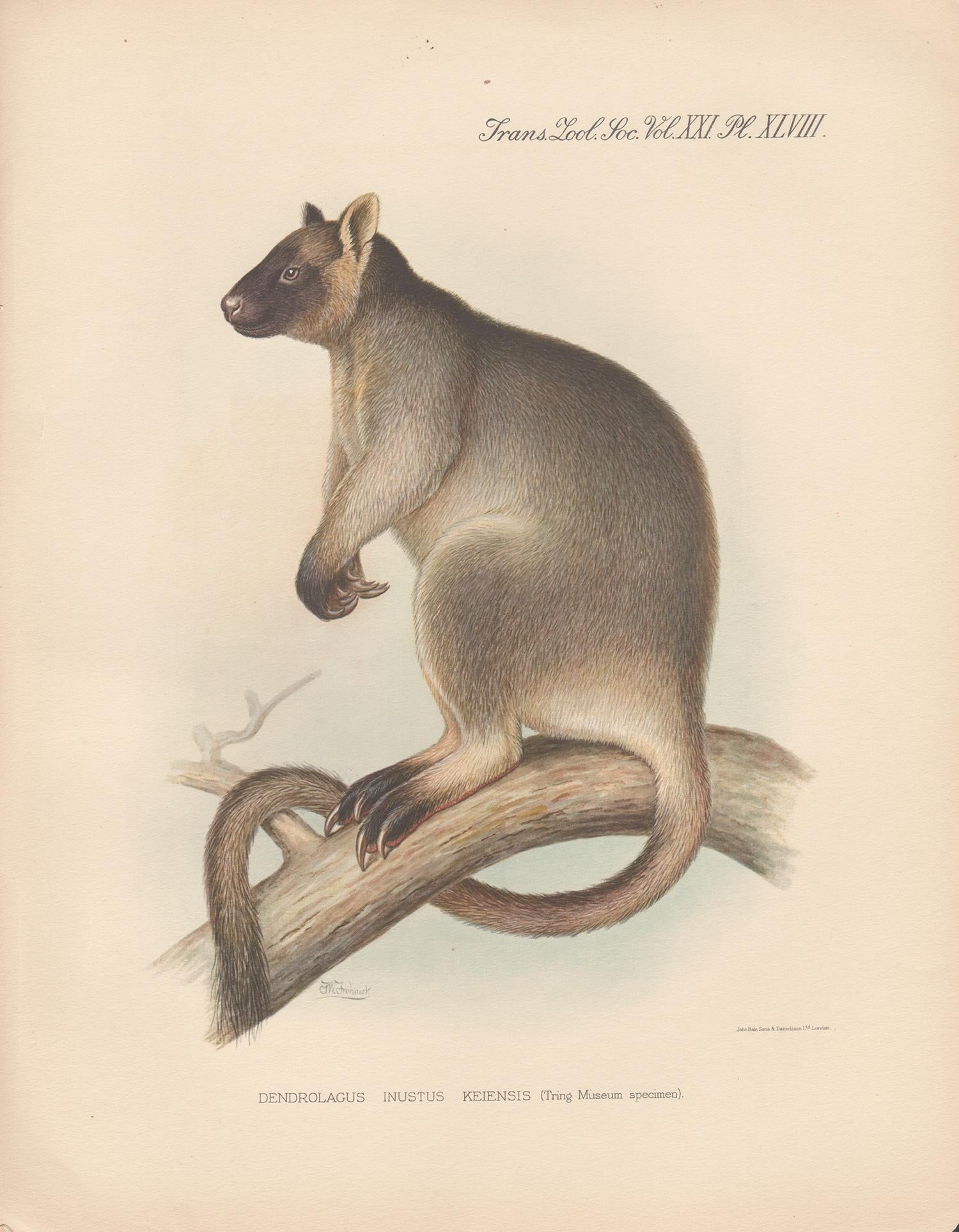 Frederick William Frohawk Animal Print - Dendrolaugus Inustus Tree Kangaroo, New Guinea, natural history lithograph, 1936