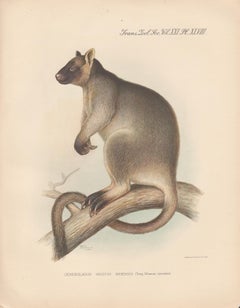 Dendrolaugus Inustus Tree Kangaroo, New Guinea, natural history lithograph, 1936