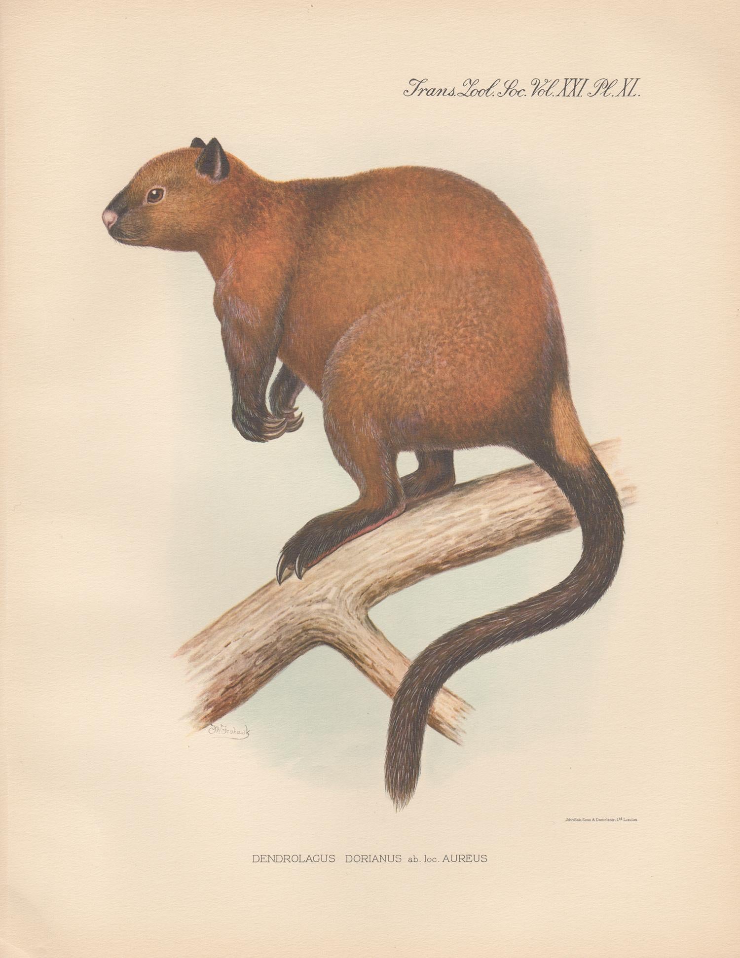 Frederick William Frohawk Animal Print - Doria's Tree Kangaroo, New Guinea natural history animal lithograph, 1936