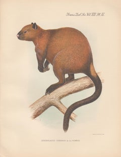 Doria's Tree Kangaroo, New Guinea natural history animal lithograph, 1936