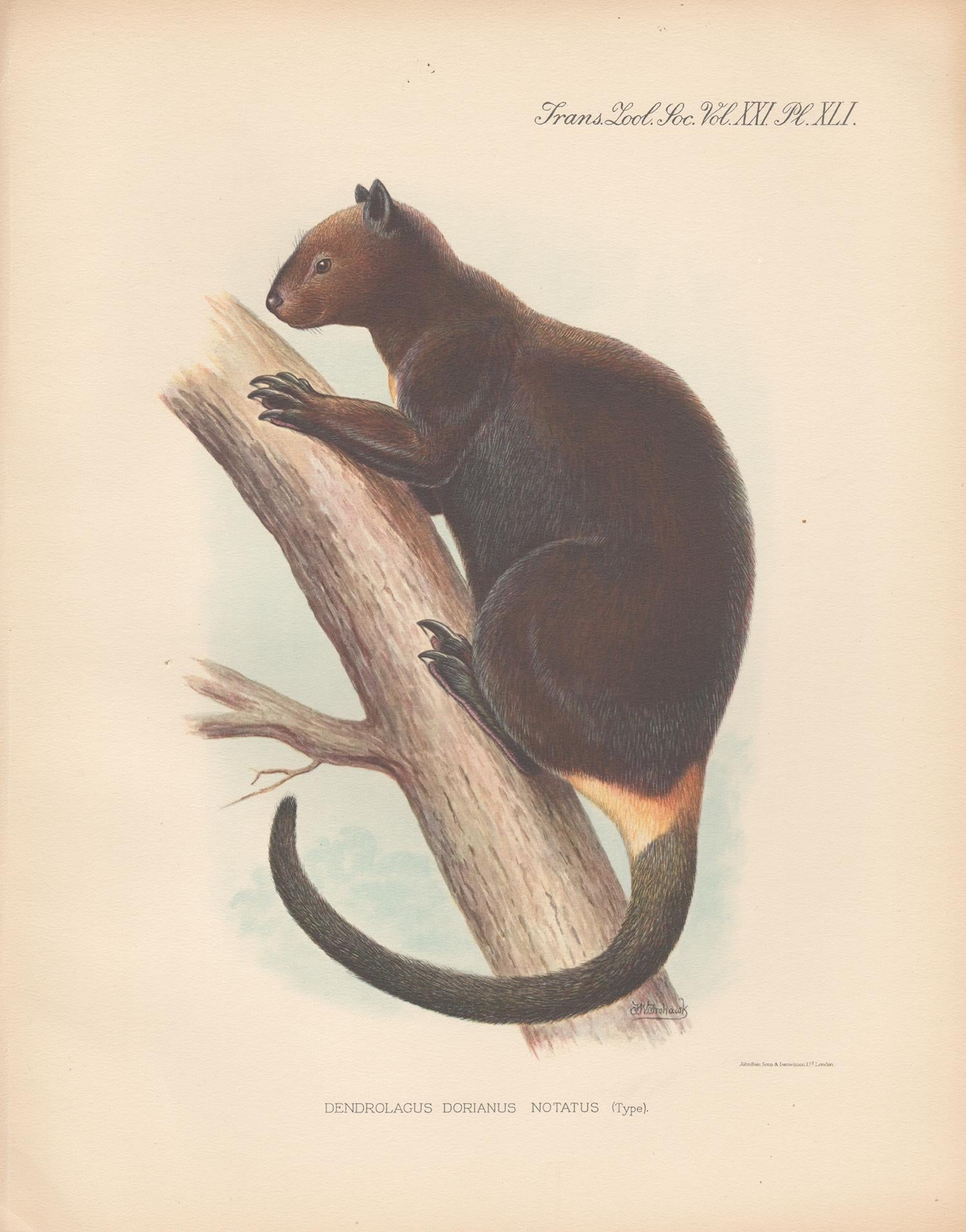 Frederick William Frohawk Animal Print - Doria's Tree Kangaroo, New Guinea, natural history lithograph, 1936