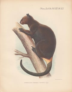 Antique Doria's Tree Kangaroo, New Guinea, natural history lithograph, 1936