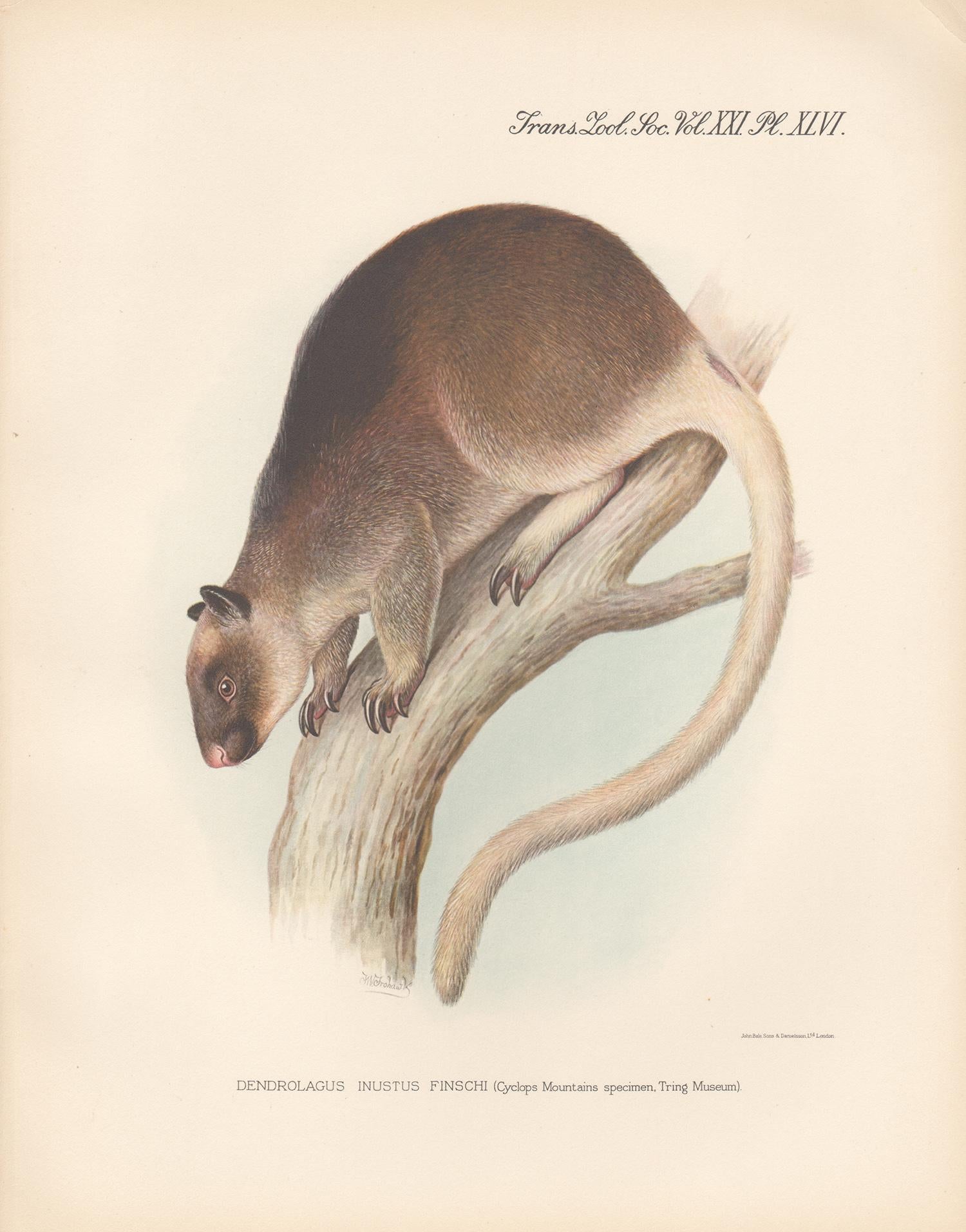 Frederick William Frohawk Animal Print - Finsch's Tree Kangaroo, New Guinea, natural history lithograph, 1936