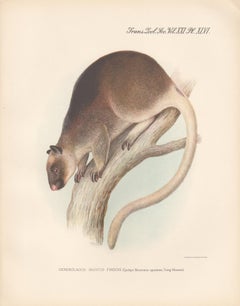 Finsch's Tree Kangaroo, New Guinea, natural history lithograph, 1936