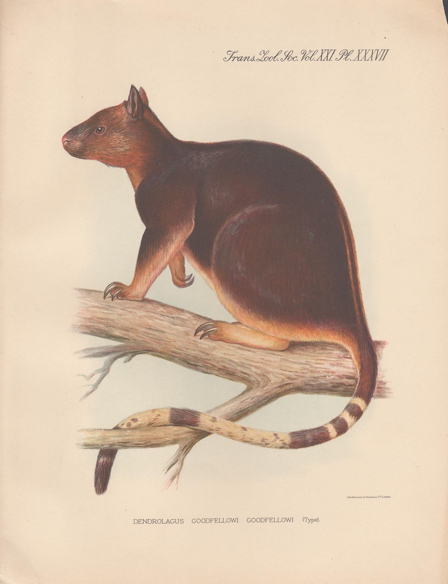 Frederick William Frohawk Animal Print - Goodfellow's Tree Kangaroo, New Guinea, natural history lithograph, 1936