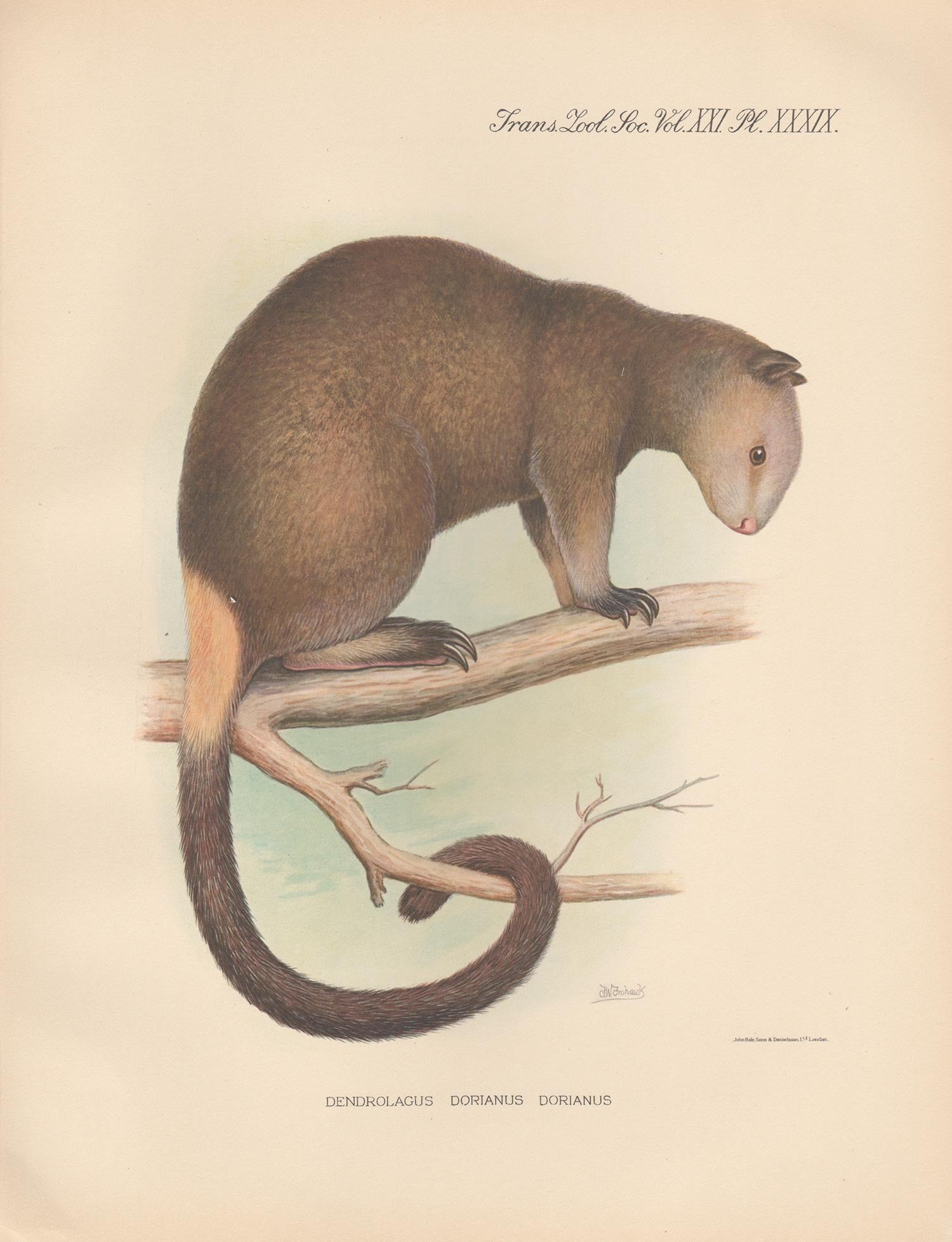 Frederick William Frohawk Animal Print - Grizzled Tree Kangaroo, New Guinea natural history animal lithograph, 1936
