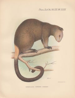 Antique Grizzled Tree Kangaroo, New Guinea natural history animal lithograph, 1936