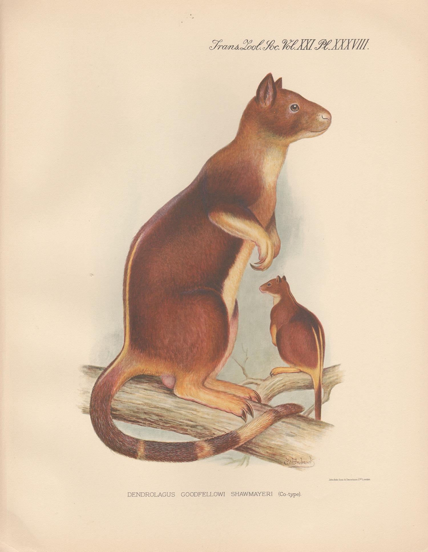 Frederick William Frohawk Animal Print - Shawmayer's Tree Kangaroo, New Guinea natural history animal lithograph, 1936