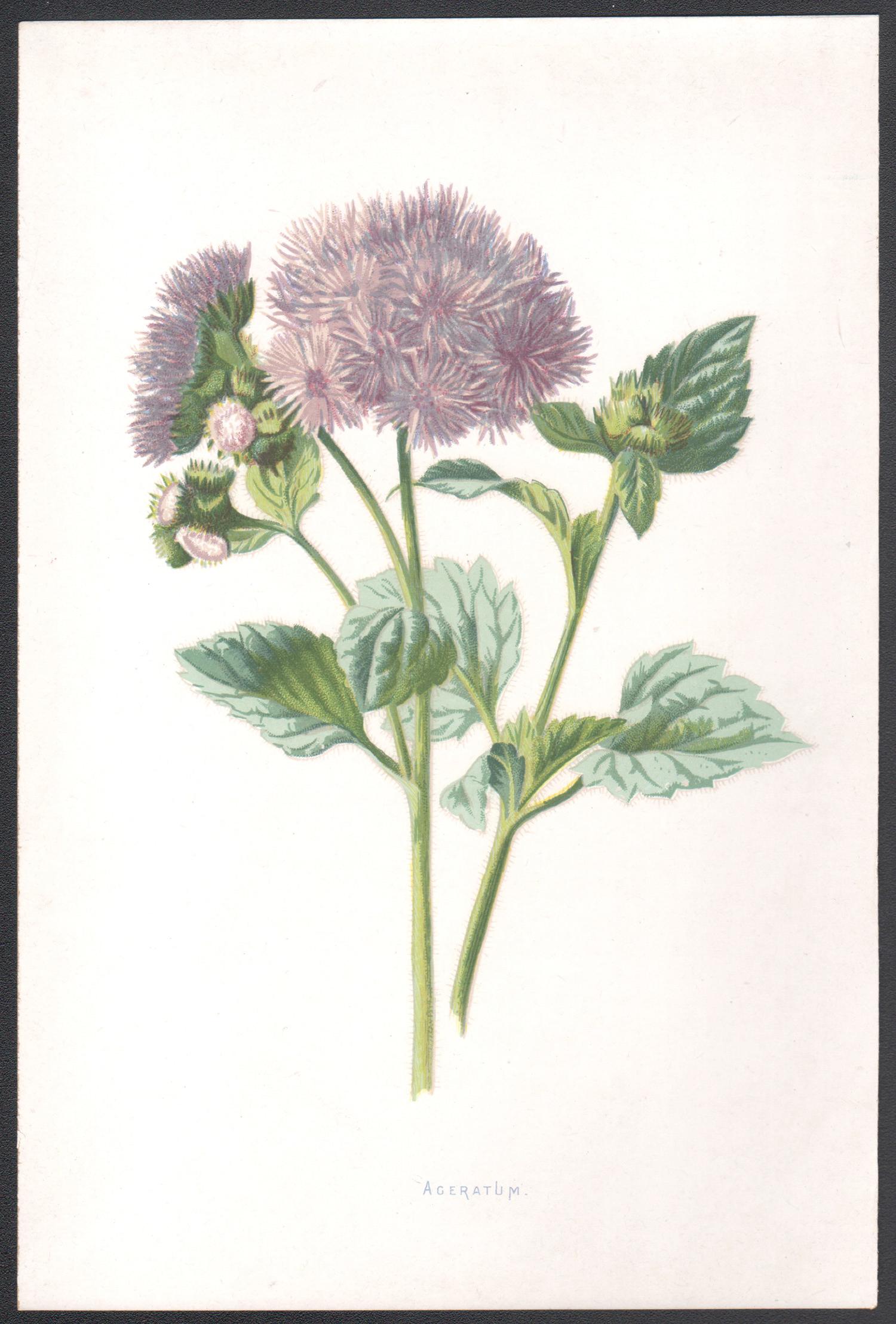 Ageratum, cromolitografía botánica de una flor malva antigua inglesa, 1895 - Print de Frederick William Hulme
