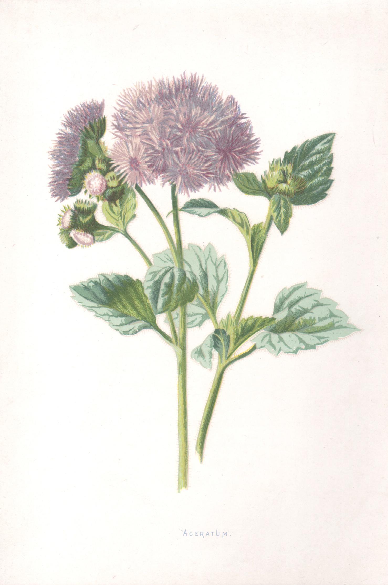 Still-Life Print de Frederick William Hulme - Ageratum, cromolitografía botánica de una flor malva antigua inglesa, 1895