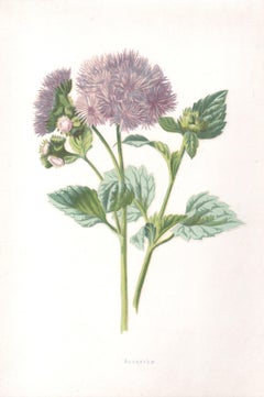 Ageratum, English antique mauve flower botanical chromolithograph, 1895