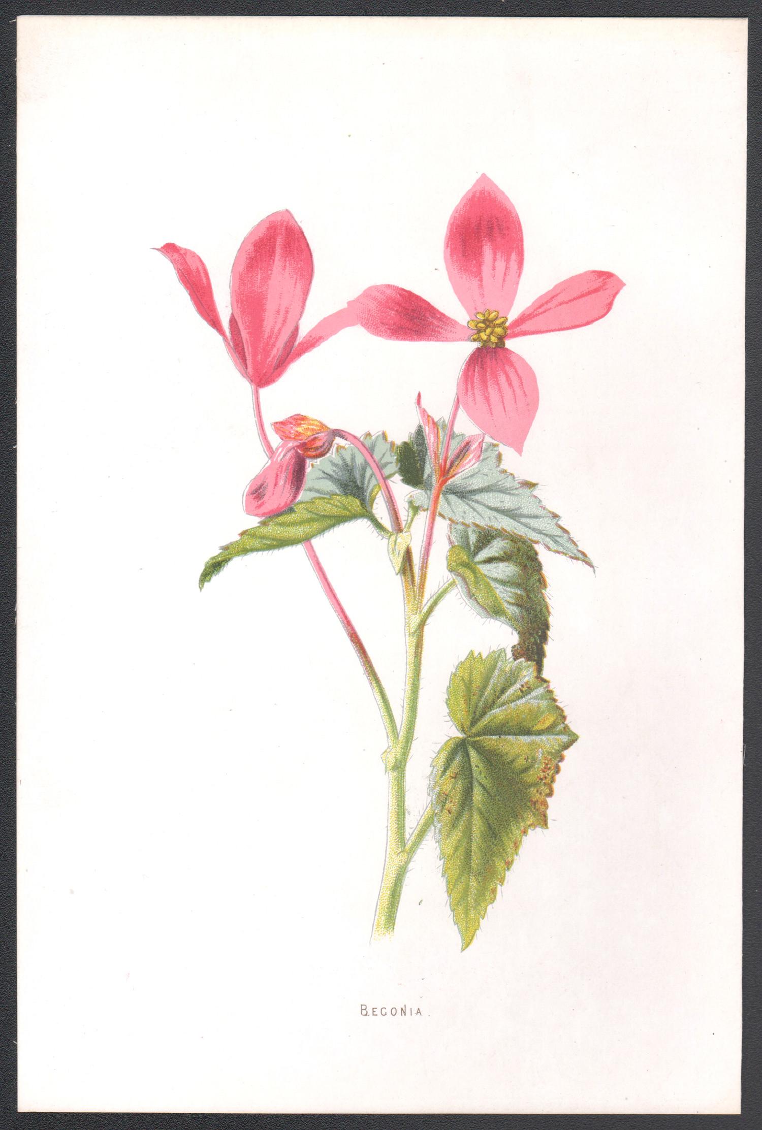 Begonia, cromolitografía botánica de flor rosa antigua inglesa, 1895 - Print de Frederick William Hulme