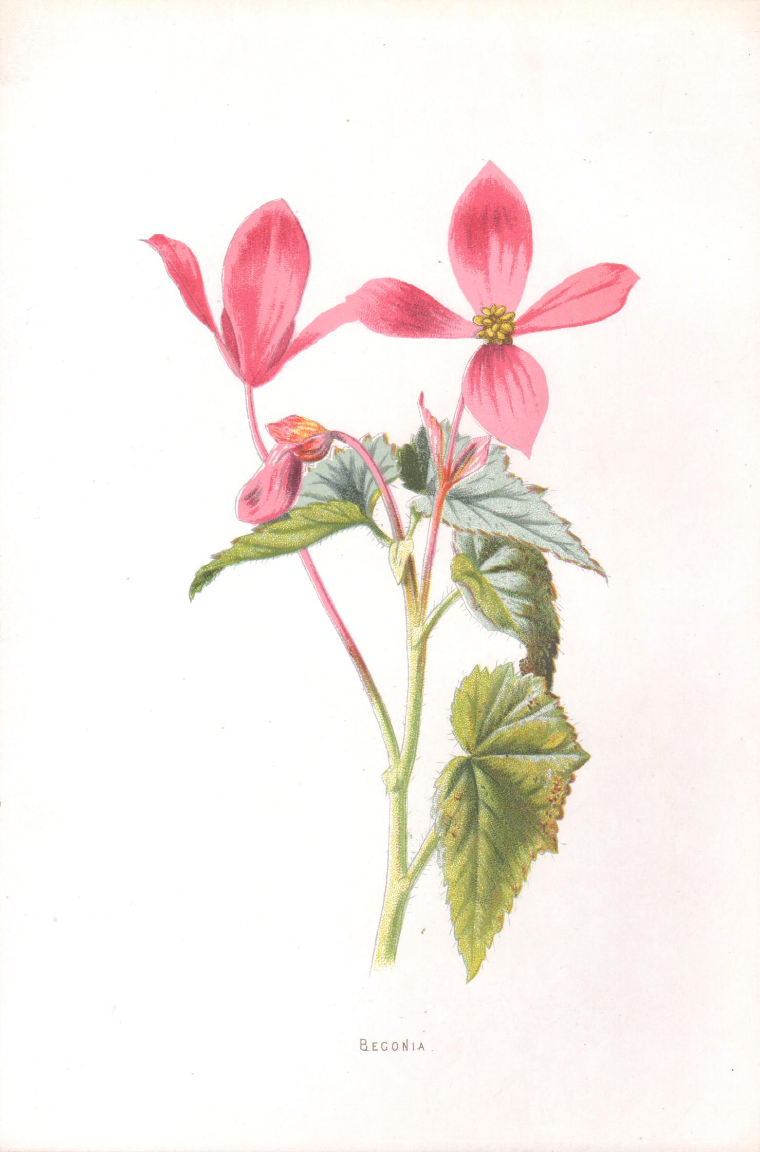 Print de Frederick William Hulme - Begonia, cromolitografía botánica de flor rosa antigua inglesa, 1895