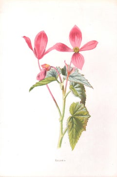 Begonia, English antique pink flower botanical chromolithograph, 1895