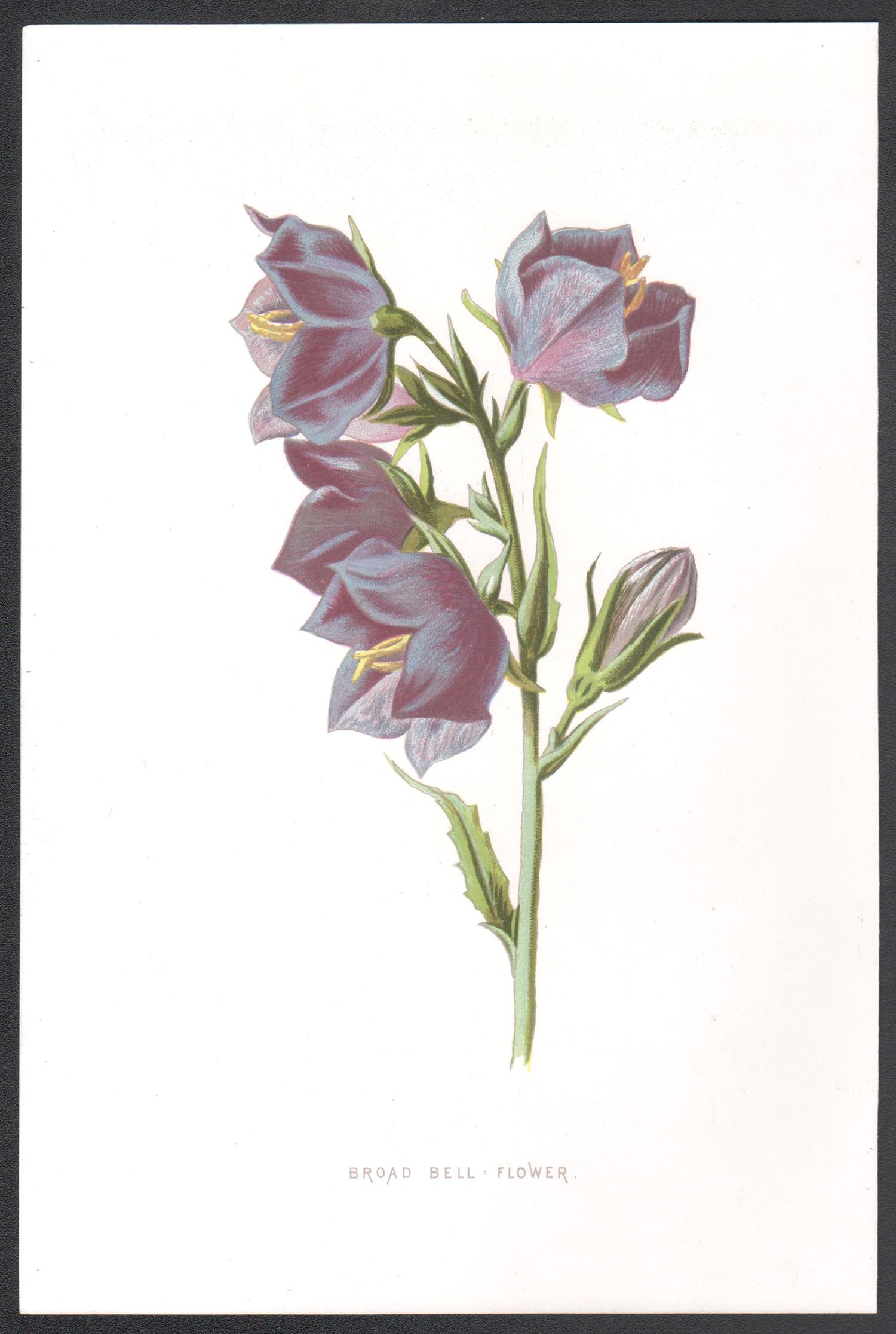 Broad Bell-Flower, cromolitografia botanica inglese di fiori antichi, 1895 - Print di Frederick William Hulme