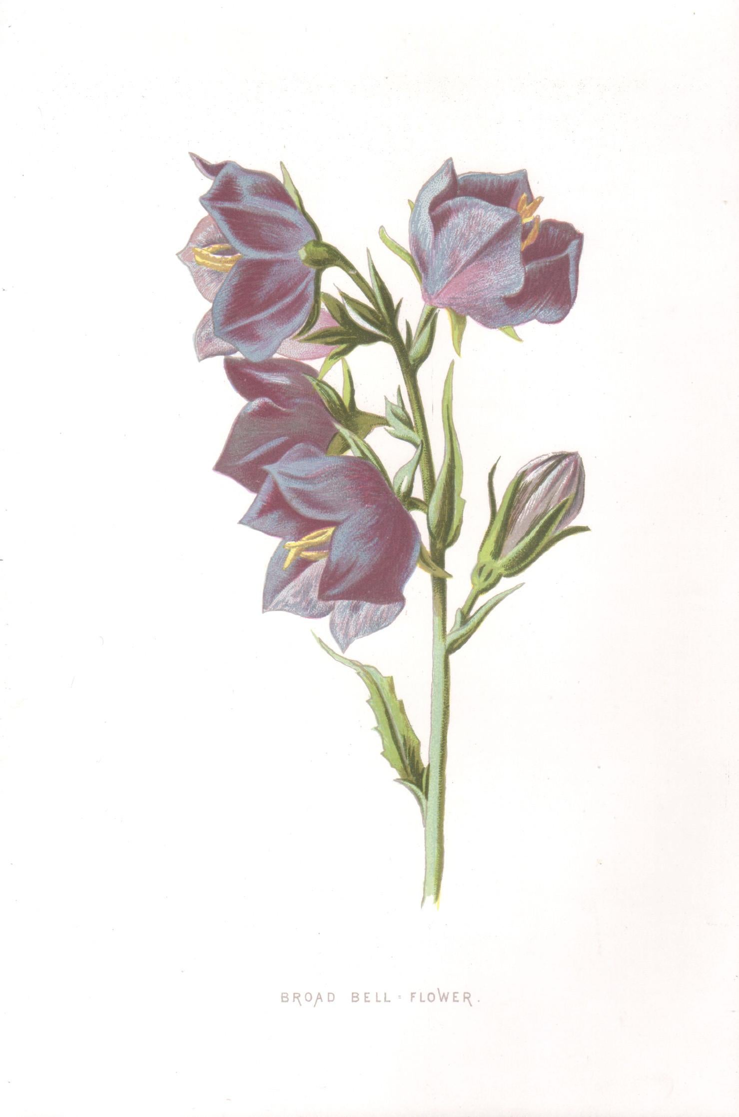 Print di Frederick William Hulme - Broad Bell-Flower, cromolitografia botanica inglese di fiori antichi, 1895