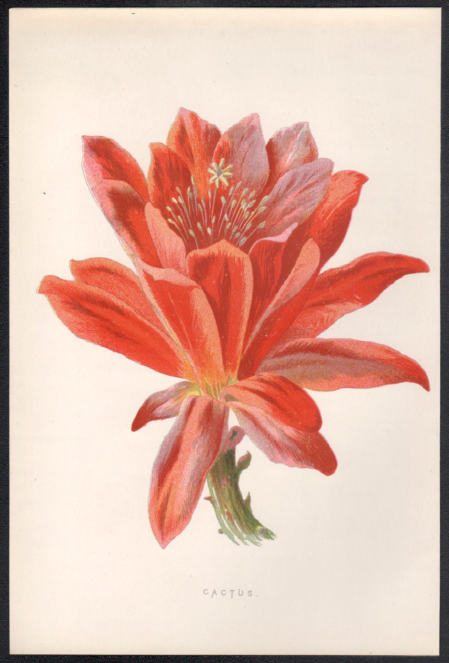 Cactus, cromolitografia botanica inglese a fiori rossi antichi, 1895 - Print di Frederick William Hulme
