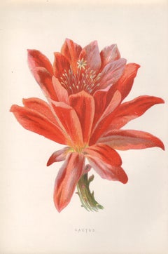 Cactus, English antique red flower botanical chromolithograph, 1895
