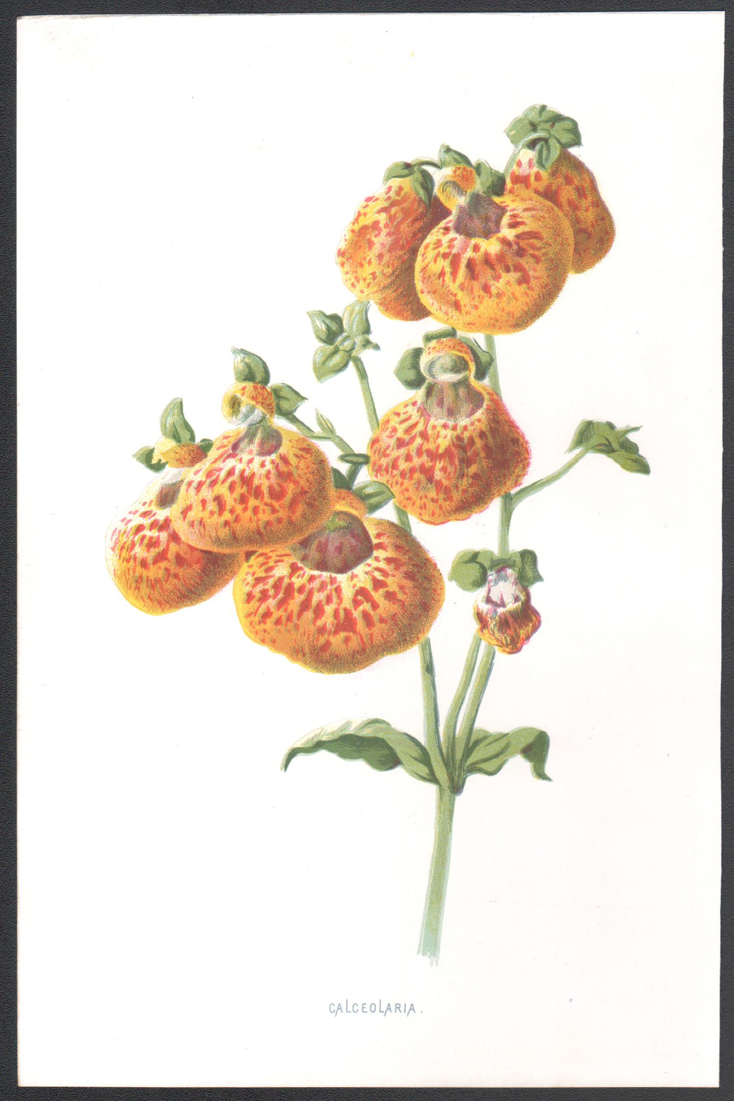 Calceolaria, cromolitografía botánica inglesa antigua de azahar, 1895 - Print de Frederick William Hulme
