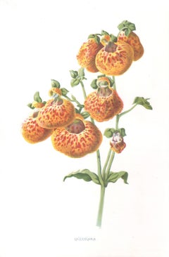 Calceolaria, English antique orange flower botanical chromolithograph, 1895