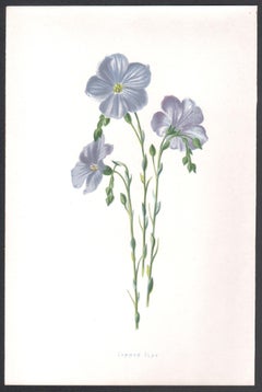 Common Flax, englische antike botanische chromolithographie mit blauen Blumen, 1895