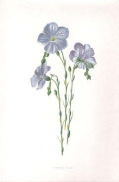 Common Flax, English antique blue flower botanical chromolithograph, 1895