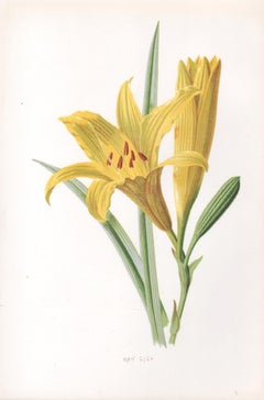 Day Lily, English antique yellow flower botanical chromolithograph, 1895