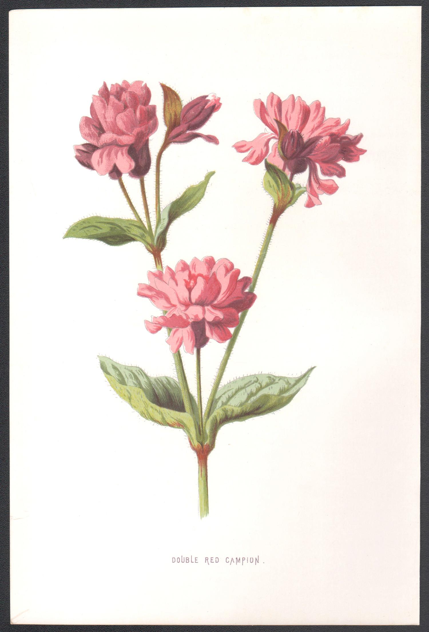 Double Red Campion, fiore inglese rosa antico, cromolitografia botanica, 1895 - Print di Frederick William Hulme