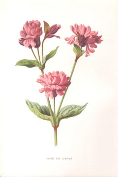 Double Red Campion, English antique pink flower botanical chromolithograph, 1895