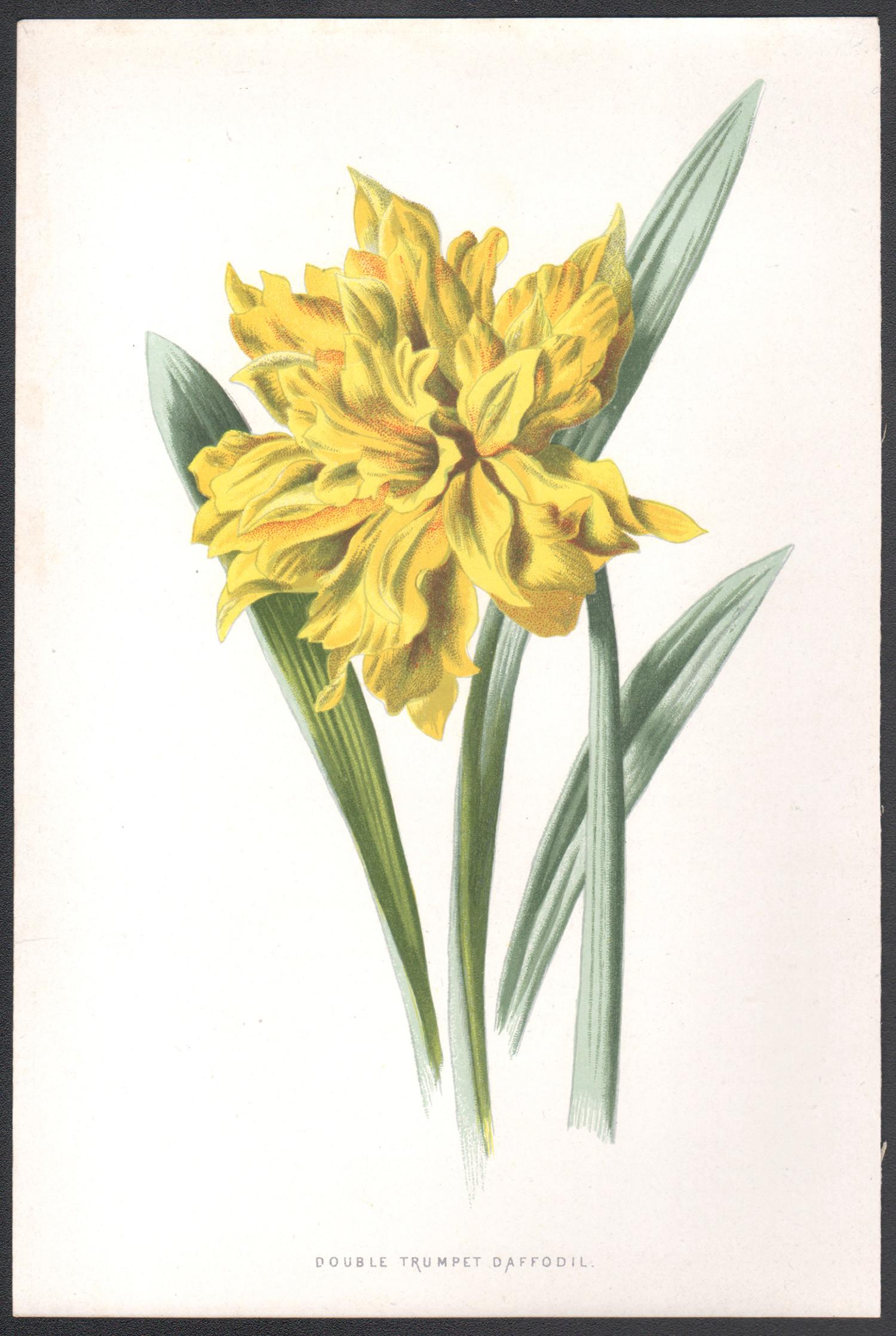 Double Trumpet Daffodil, English antique flower botanical chromolithograph, 1895 - Print by Frederick William Hulme