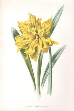 Double Trumpet Daffodil, English antique flower botanical chromolithograph, 1895