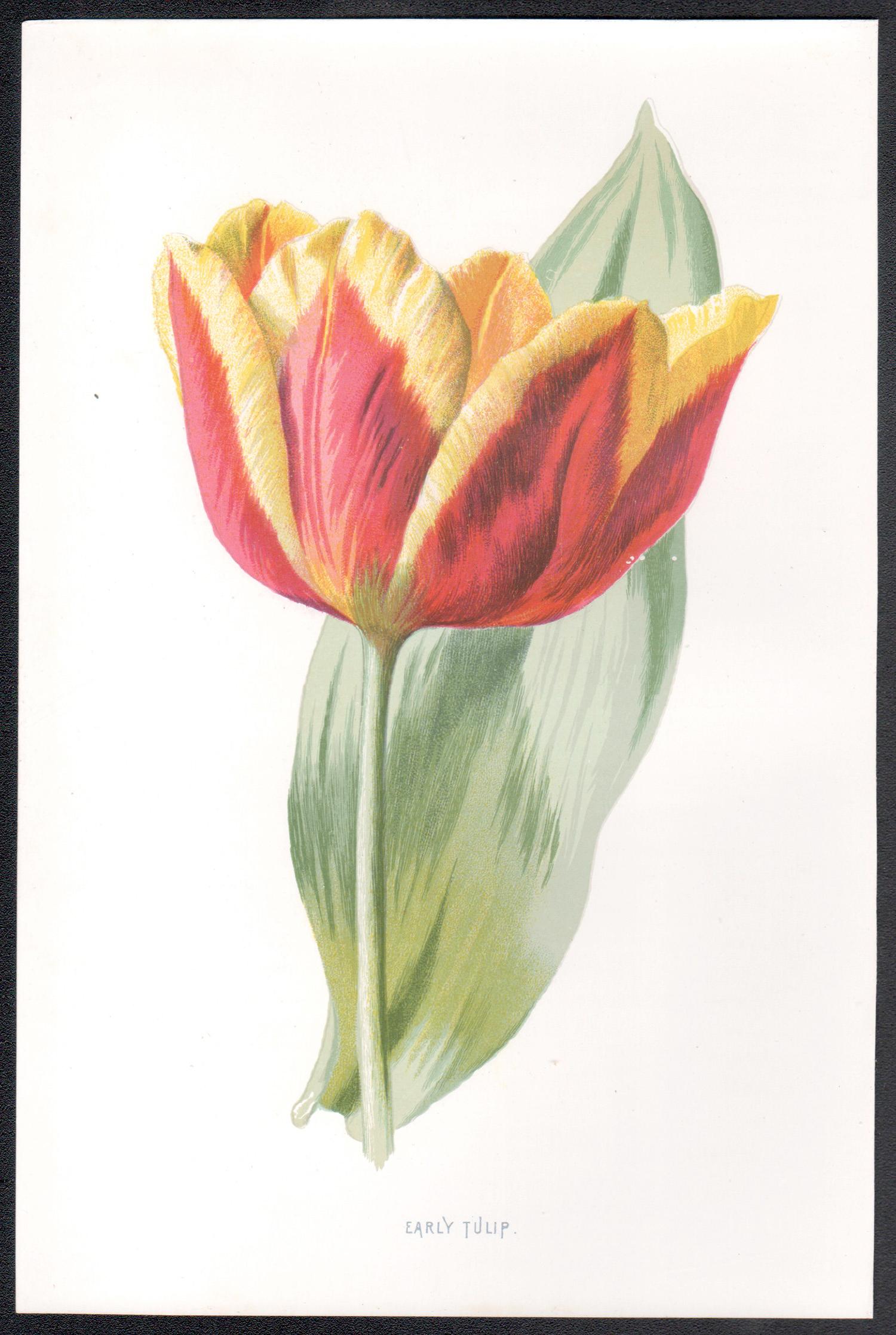 Tulipán temprano, cromolitografía botánica de flor roja antigua inglesa, 1895 - Print de Frederick William Hulme