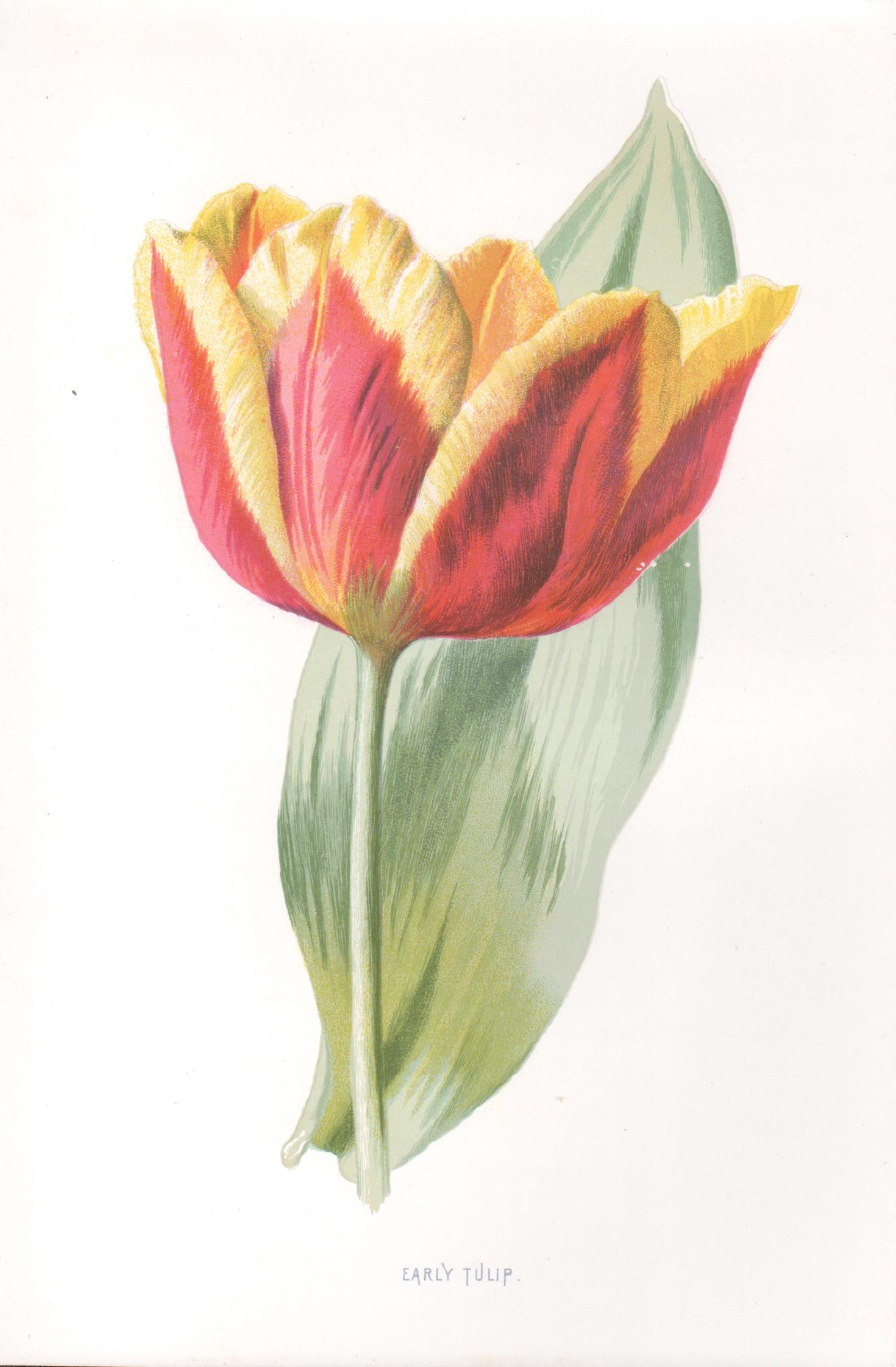 Still-Life Print de Frederick William Hulme - Tulipán temprano, cromolitografía botánica de flor roja antigua inglesa, 1895
