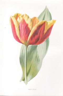 Early Tulip, English antique red flower botanical chromolithograph, 1895
