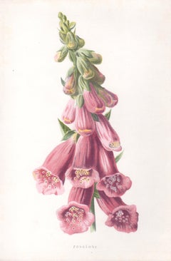 Foxglove, English Antique pink flower botanical chromolithograph, 1895