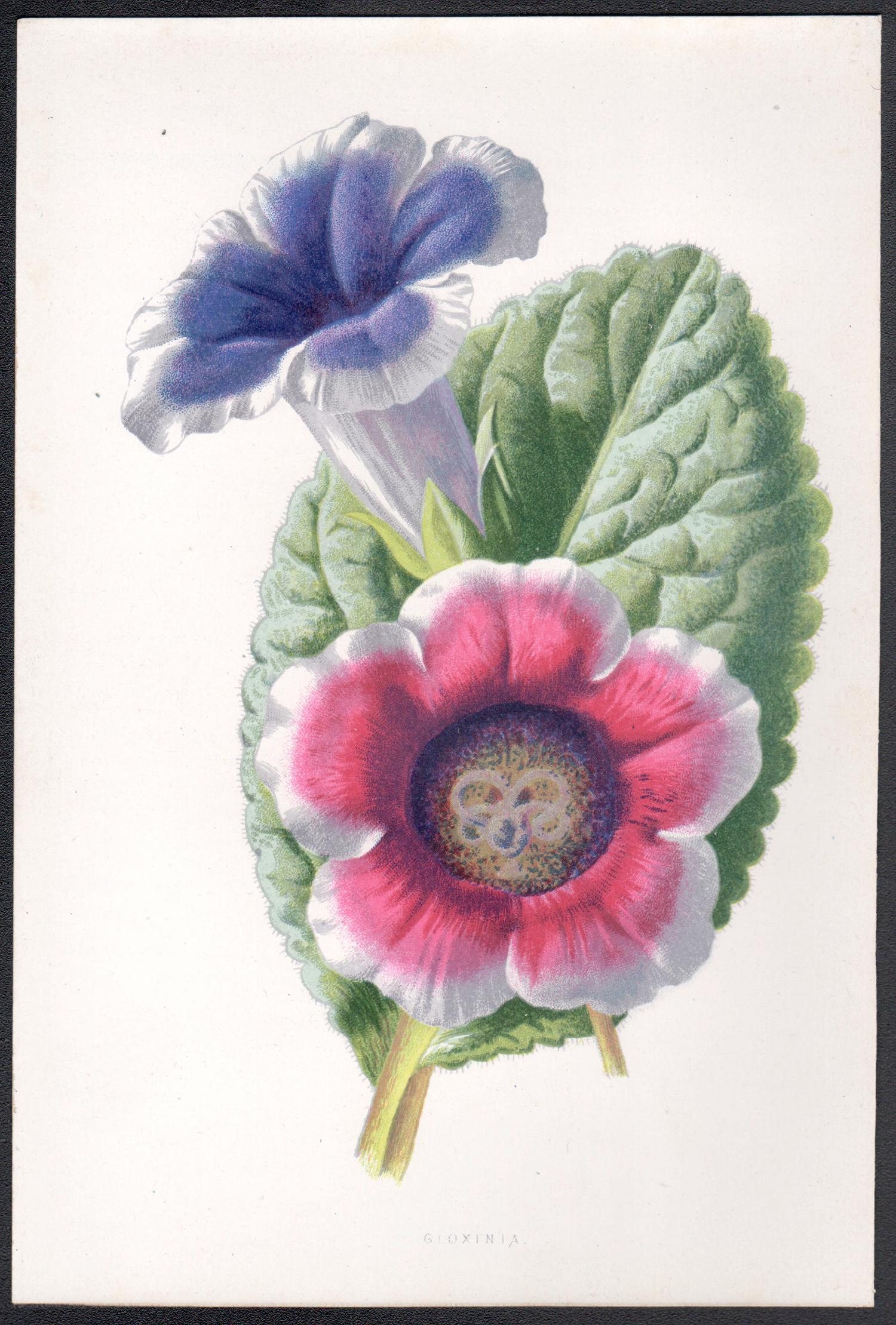 Gloxinia, cromolitografía botánica de flores antiguas inglesas, 1895 - Print de Frederick William Hulme