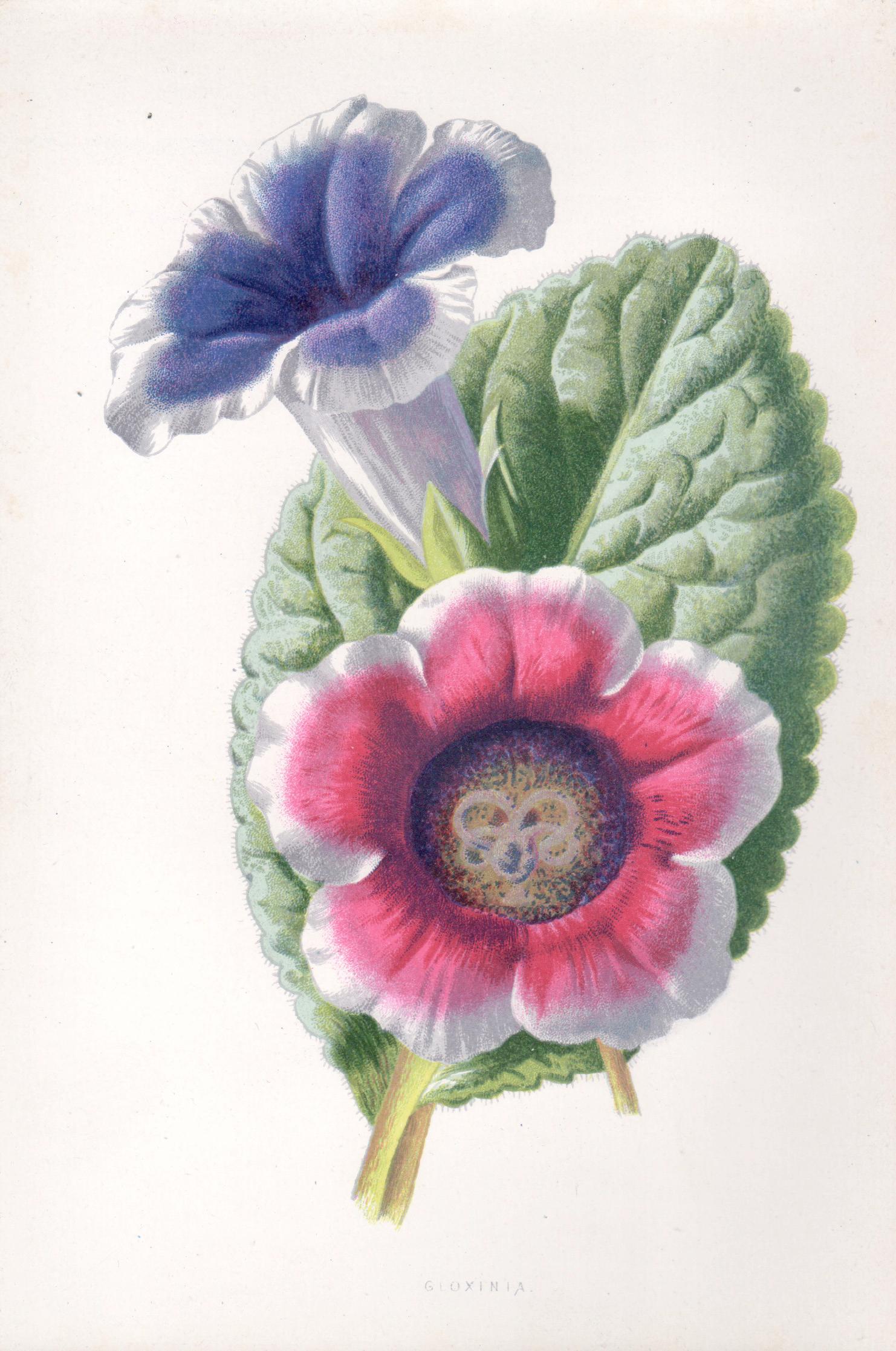 Still-Life Print de Frederick William Hulme - Gloxinia, cromolitografía botánica de flores antiguas inglesas, 1895
